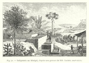 Indigoterie au Sénégal, d