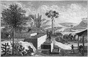 Indigoterie au Sénégal au XVIIe siècle - French School