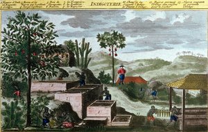 Indigoterie aux Antilles, détail (00155) - dans "Histoire générale des Antilles habitées par les Français" par Du Tertre, début du XIXe siècle - French School