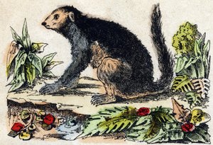 Indri (lémurien). Gravure dans "Alphabet des animaux sauvages". 9e Série. Imagerie d