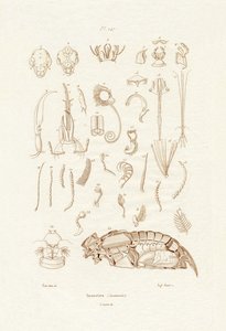Insectes - French School