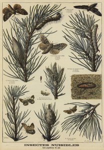 Insectes nuisibles aux pins