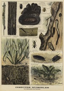 Insectes qui détruisent les vêtements en fourrure