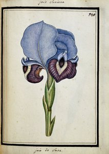 Iris Susiana - French School