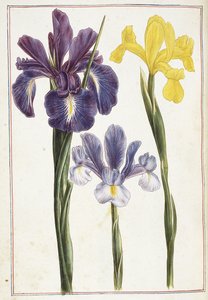 Iris, 18e siècle - French School