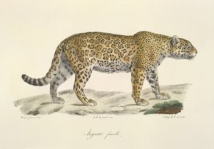 Jaguar, femelle, de Histoire Naturelle des Mammifères - French School