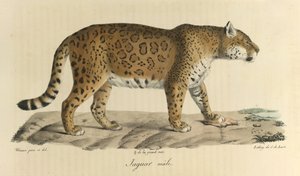 Jaguar mâle. Un jaguar mâle, de Histoire Naturelle des Mammifères - French School