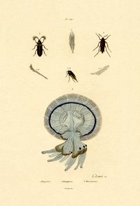 Méduse, 1833-39 - French School