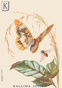 K : Kallima indien (Cethosia biblis) - French School