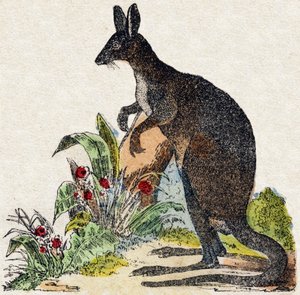 Kangourou. Gravure dans « Alphabet des animaux sauvages ». 9e Série. Imagerie d