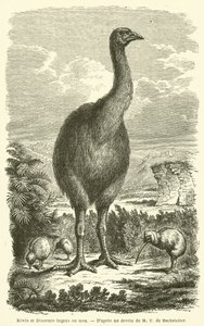 Kiwis et Dinormis ingens ou moa (gravure)