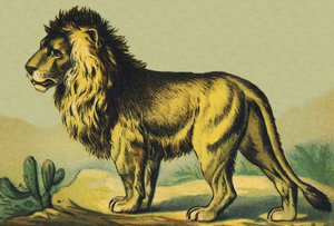 L comme Lion - French School