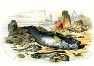 La Blennie Ovipare (Blennius viviparus), en bas la trachine vive et le gad cod - Planche extraite de Histoire Naturelle par Bernard Germain de Lacépède (1856-1925), édition P.Furme, Paris - French School
