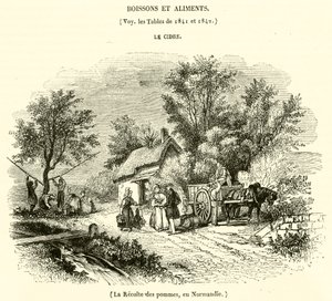 La Récolte des pommes, en Normandie