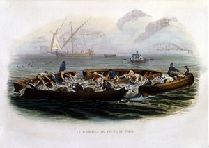 La madrague ou pêche au thon - dans Histoire naturelle de Lacépède - French School