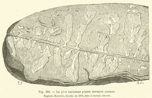 La plus ancienne plante terrestre connue (engraving) - French School