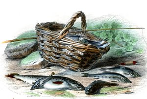 La truite (Salmo Trutta), le chabot (Collus Chabraea), l