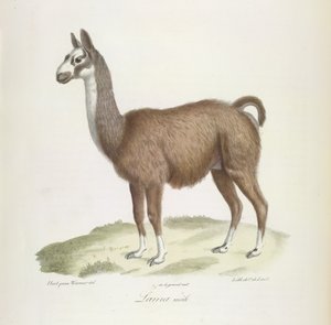 Lama mâle, de Histoire Naturelle des Mammifères - French School