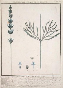 Épi de lavande, planche de 