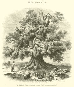 Le Châtaignier d