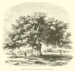 Le Chêne d