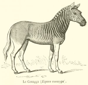 Le Couagga, Equus quagga - French School