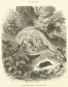 Le Gîte de la Taupe (gravure) - French School