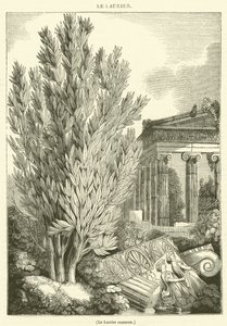 Le Laurier commun (engraving) - French School