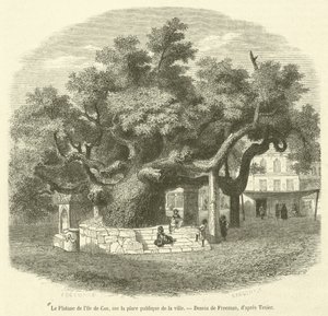 Le platane de l