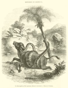 Le Sucuruyuba ou Boa aquatique, Eunectis murinus - French School