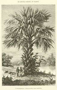 Le Talipot gigantesque - French School