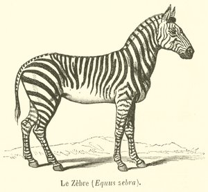 Le Zèbre, Equus zebra - French School