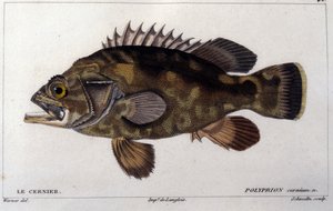 Le grouper d