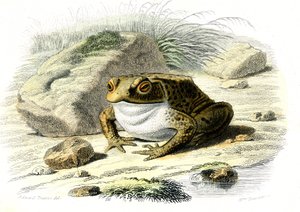 Le crapaud (Bufo vulgaris) - Planche de Histoire Naturelle par Bernard Germain de Lacépède (1856-1925), édition P.Furme, Paris - French School