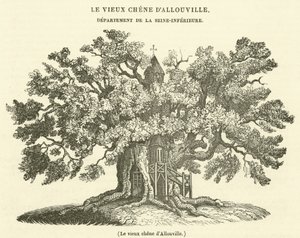 Le vieux chêne d