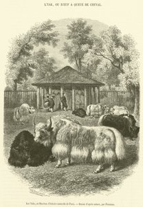 Les Yaks, au Museum d