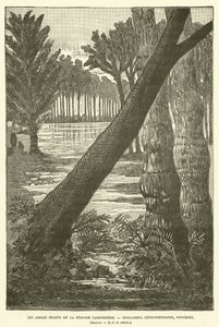 Les arbres géants de la période carbonifère (gravure) - French School