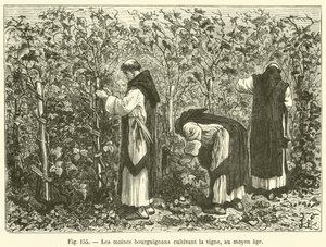 Les moines bourguignons cultivant la vigne, au moyen age - French School
