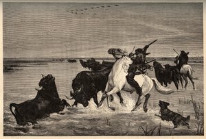 Les bœufs (race bovine) de la Camargue d