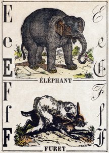 Lettre E Éléphant ; F Furet. Gravure dans « Alphabet des animaux sauvages ». 9e Série. Imagerie d