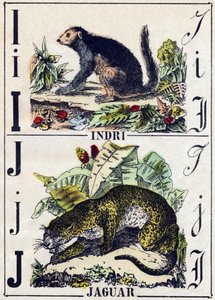 Lettre I Indri (Lémurien); J Jaguar. Gravure dans « Alphabet des animaux sauvages ». 9e série. Imagerie d