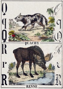 Lettre Q Quachy (chien-lion sud-américain); R Renne. Gravure dans "Alphabet des animaux sauvages". 9e Série. Imagerie d
