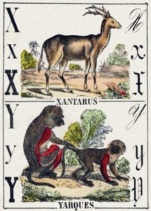 Lettre X Xantarus; Y Yarques. Gravure dans "Alphabet des animaux sauvages". 9e Série. Imagerie d