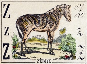 Lettre Z Zèbre. Gravure dans "Alphabet des animaux sauvages". 9e Série. Imagerie d