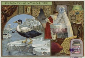 Carte Liebig représentant un eider - French School