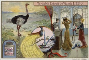 Carte Liebig représentant des oiseaux