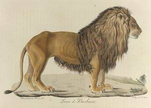 Lion de Barbarie, de Histoire Naturelle des Mammifères - French School
