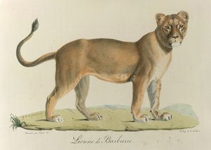 Lionne de Barbarie, de Histoire Naturelle des Mammifères - French School