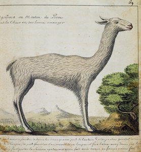 Lama, Pérou, aquarelle du journal de bord de Jacques Gouin de Beauchesne, capitaine de la Compagnie royale de la Mer du Sud, de 1698 à 1701, France - French School