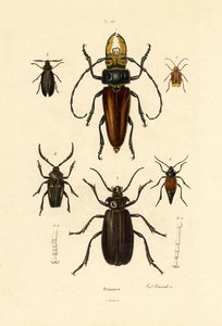 Longicornes